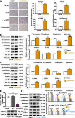 Mechanically Activated Calcium Channel PIEZO1 Modulates Radiation-Induced Epithelial-Mesenchymal Transition by Forming a Positive Feedback With TGF-β1